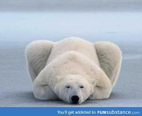 Polar bear lying down like a cat