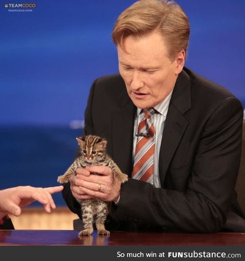 Asian leopard cat kitten