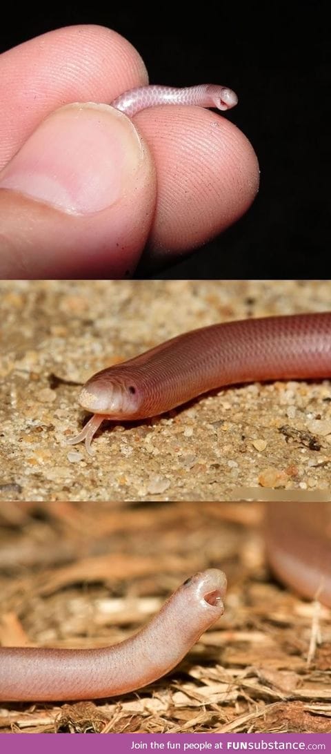 Western Blind Snakes: They're tiny, blind, and adorable