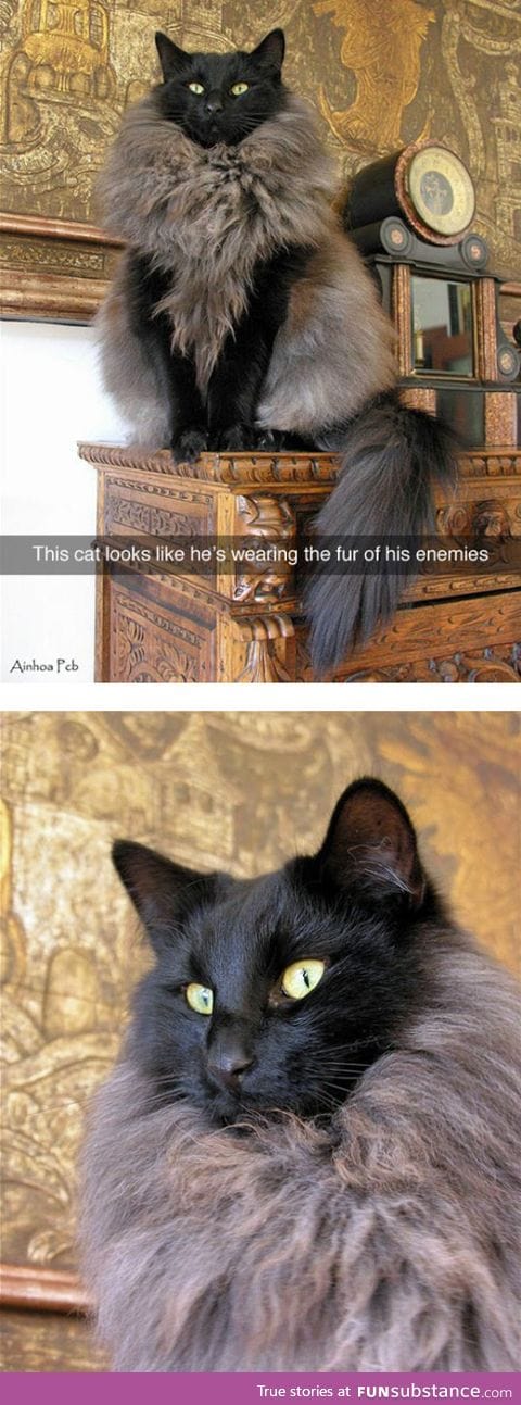 This cat looks like a conqueror