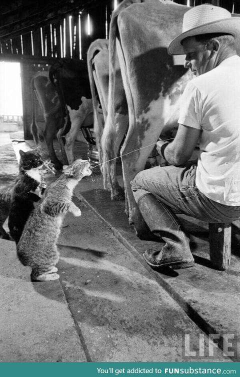 Cats catching squirts of milk during milking at a dairy farm in California, 1954