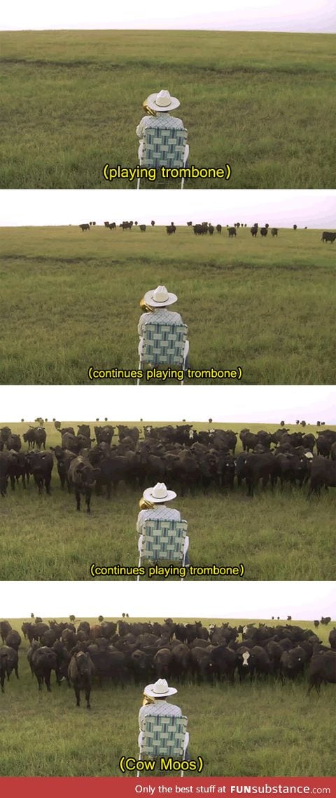 Serenading the Cattle