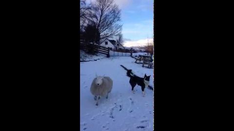 Confused lamb thinks it's a dog!