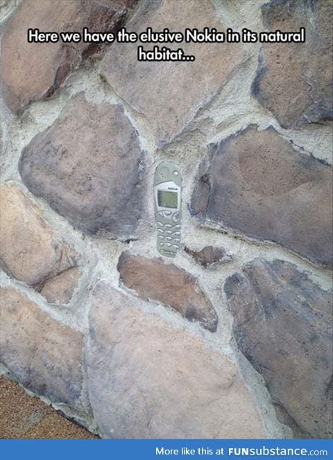 The elusive Nokia, seen in its natural habitat