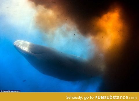 A whale taking a dump. You're welcome