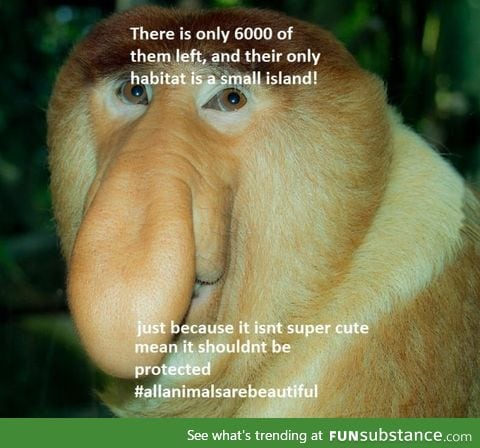 If we work together we can SAVE THE PROBOSCIS MONKEY