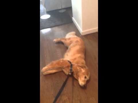 Retriever doesn't wanna walk