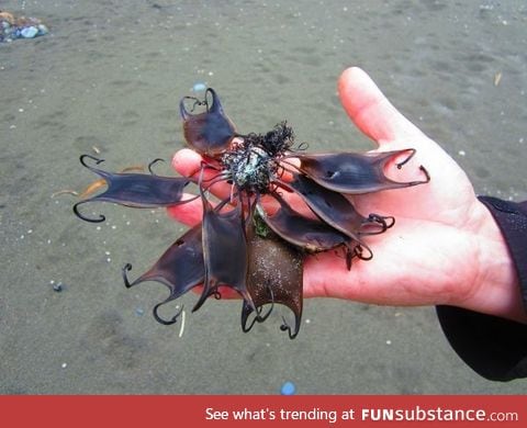Some Shark eggs. The egg case/capsule here displayed are Chondrichthyes