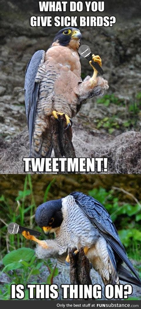 Bird jokes