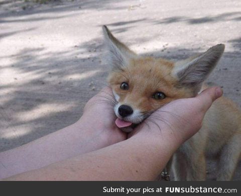 Adorable fox