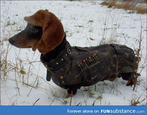 Oh, have a look at this proud hunting dog!