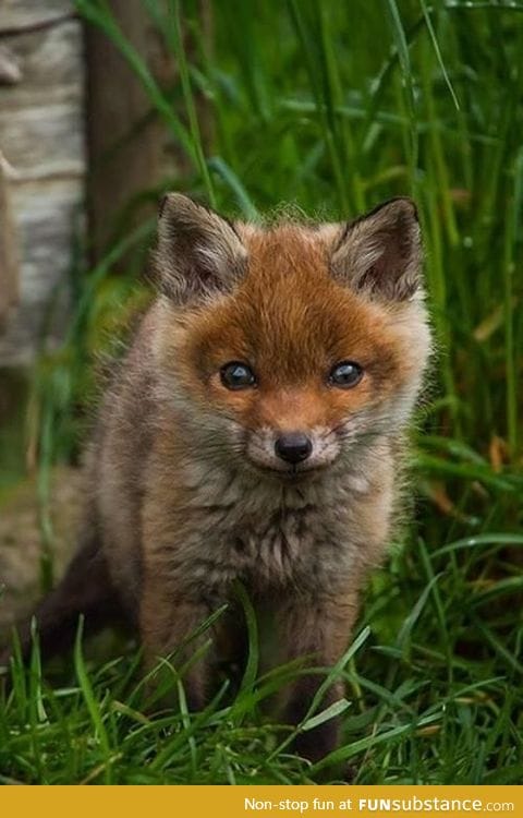 Day 130 of your daily dose of cute: Foxy ;)