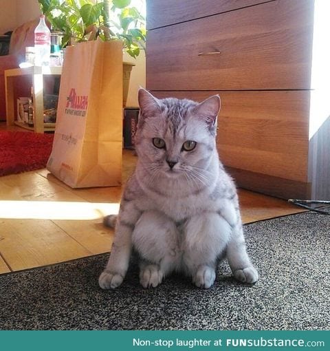 I've never seen a cat sit like this before