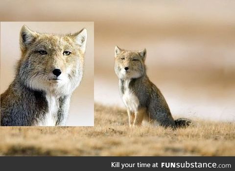 Tibetian Fox. Looks always disappointed