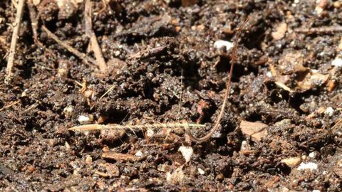 Erodium seed drills itself into the ground