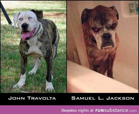 Dog of John Travolta and Samuel L. Jackson