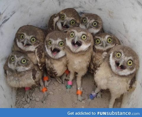 Excited owls