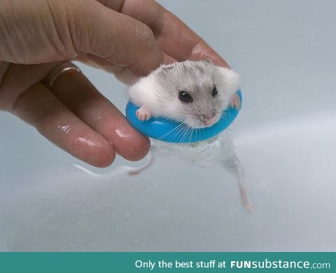 Hamster going swimming