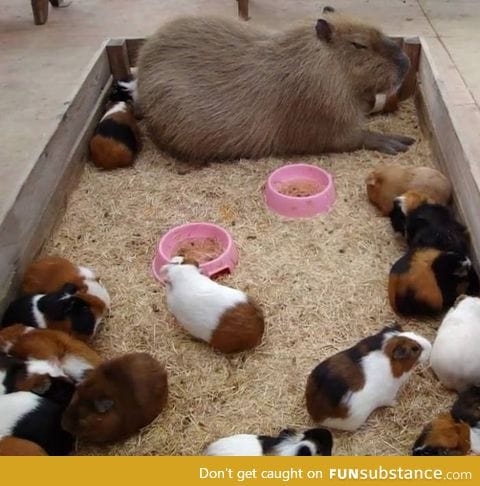A capybara among guinea pigs
