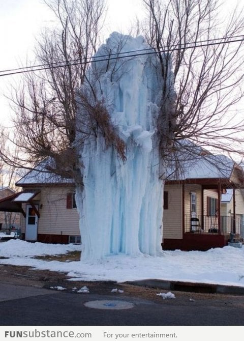 Iced tree