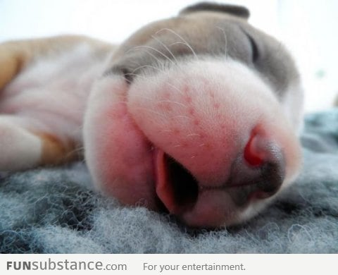 A Pitbull sleeping