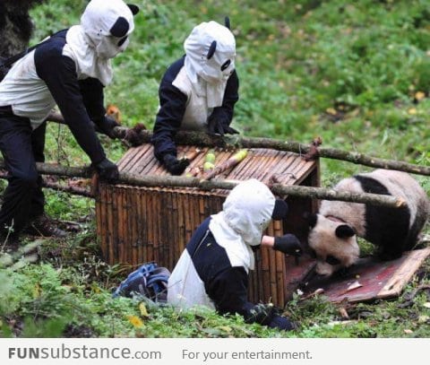 How Chinese researchers cage a panda