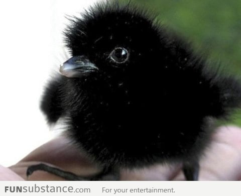 Cute baby crow