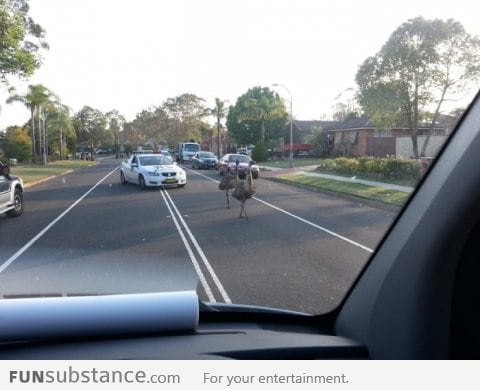 A normal day in Australia - the police chasing emus