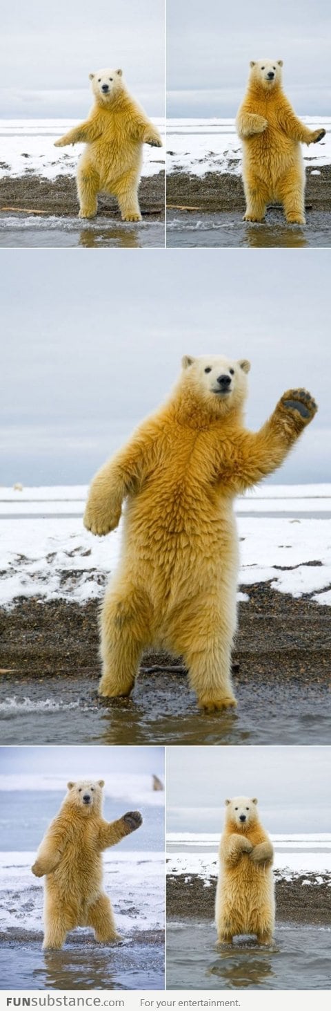 This Polar Bear can dance!