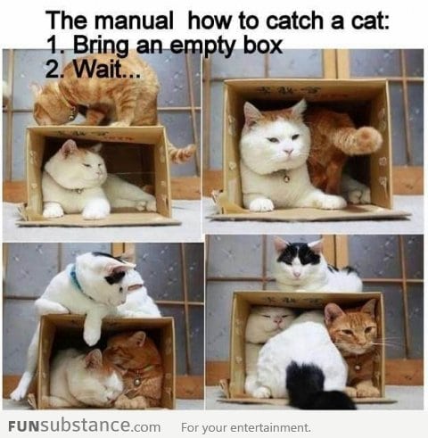 How to catch cats