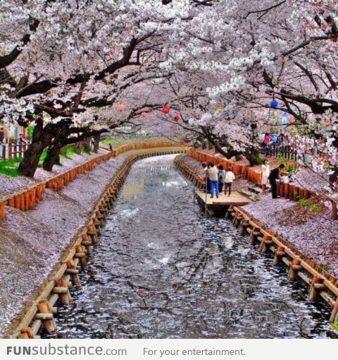 Cherry blossom in Japan