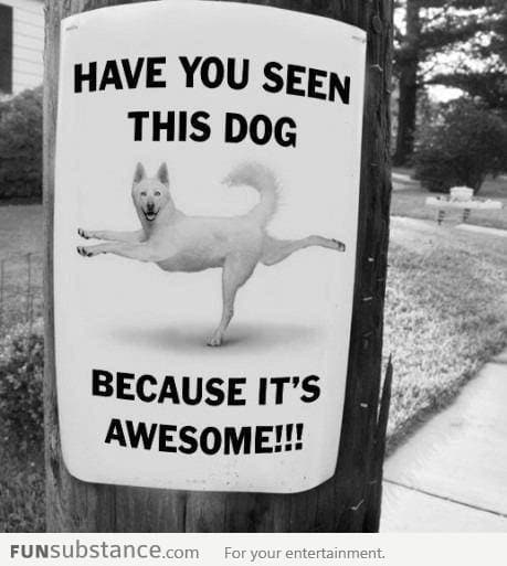 Have you seen this dog?