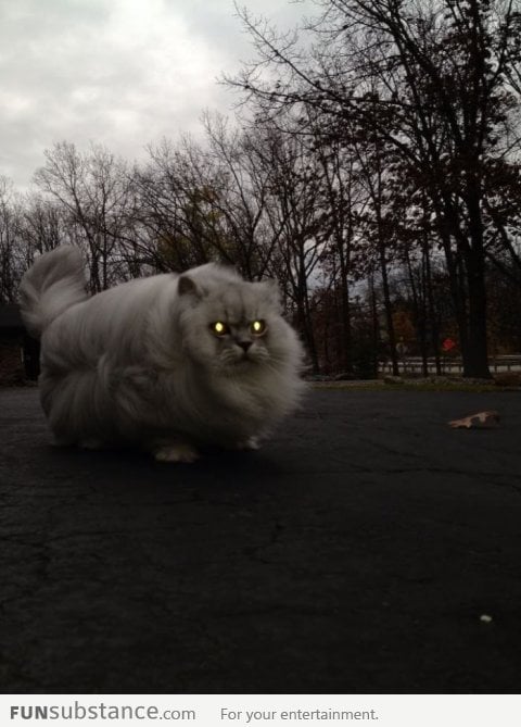 Fluffy cat on a windy day