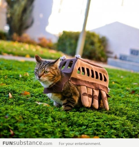 The Catbus