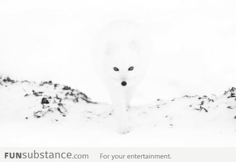 Arctic fox can mix in the snow perfectly