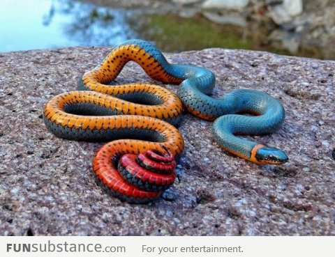 What do you think of the regal ringneck snake?