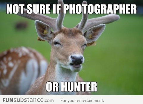 Fry as a deer