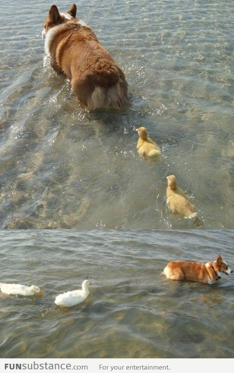 Ducklings following a corgi