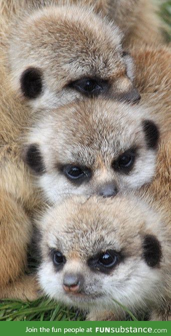 Day 139 of your daily dose of cute: Dog pile... I mean meerkat pile!!!!!