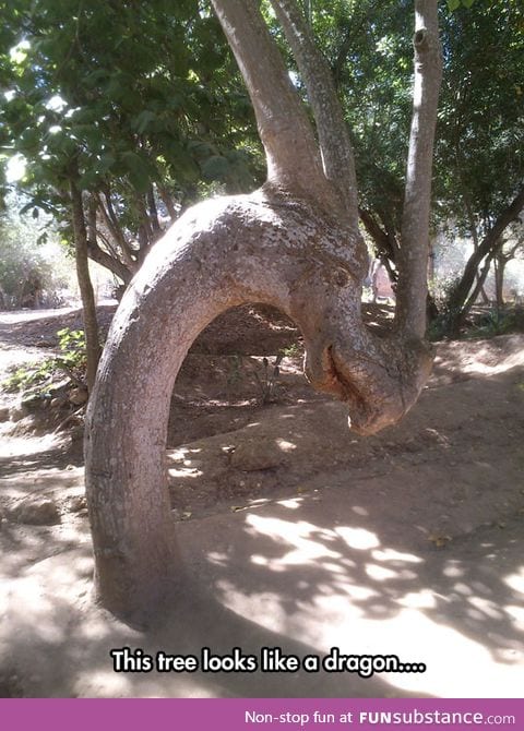 The great dragon tree