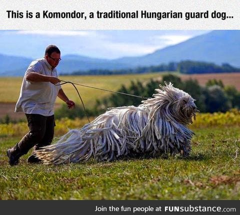 It seems that mops are the best guard dogs