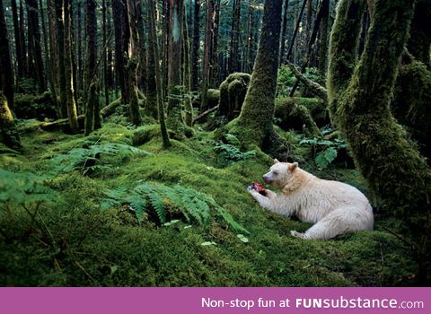 The Spirit Bear, an all white black bear found only in the Great Bear Rainforest