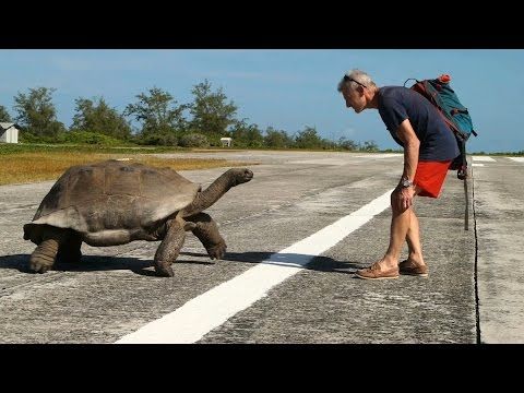 Dude interrupts giant tortoise sex, ends up in the slowest chase ever