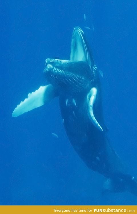 This is what a whale looks like with its mouth open