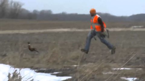 Hunter throws his bow at a runaway pheasant to get back his arrow