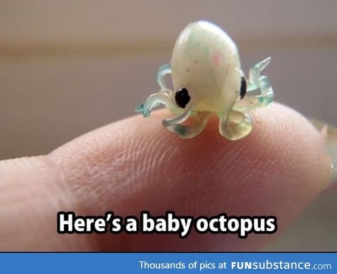 Here's a baby octopus