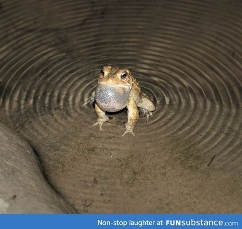 Toad ripples water with its call