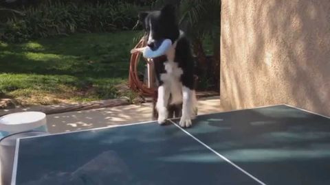 Dog plays ping pong with his owner
