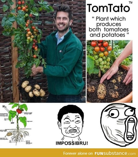 I give you the rare and elusive "TomTato"  just because