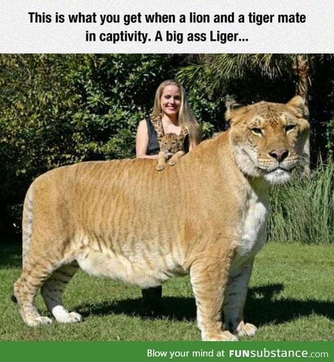 I present to you the mighty liger